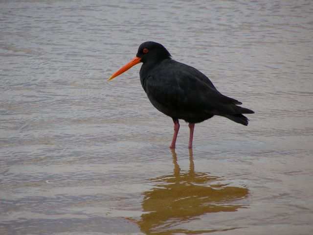 Von dem Trubel laesst sich dieser Vogel nicht stoeren.
