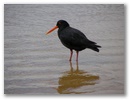 Von dem Trubel laesst sich dieser Vogel nicht stoeren.