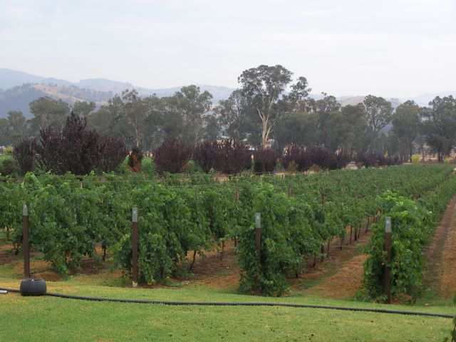 Un natuerlich Weinberge!