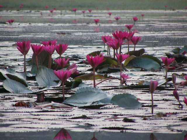 Lotosblumen vor Ankor Wat!