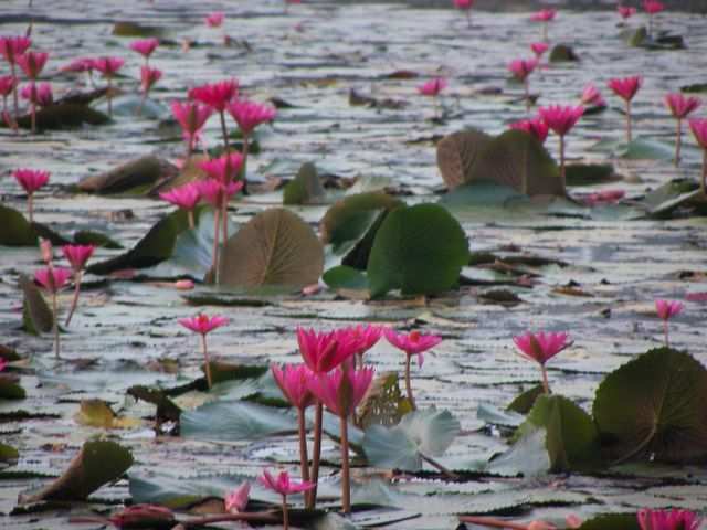 Angkor Wat