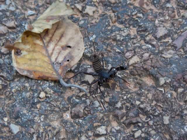 Ankor Wat - Skorpion in Angriffssellung