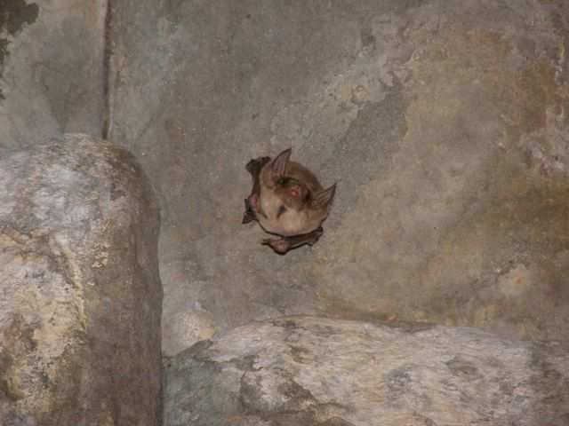 Ankor - Fledermaus von unten!