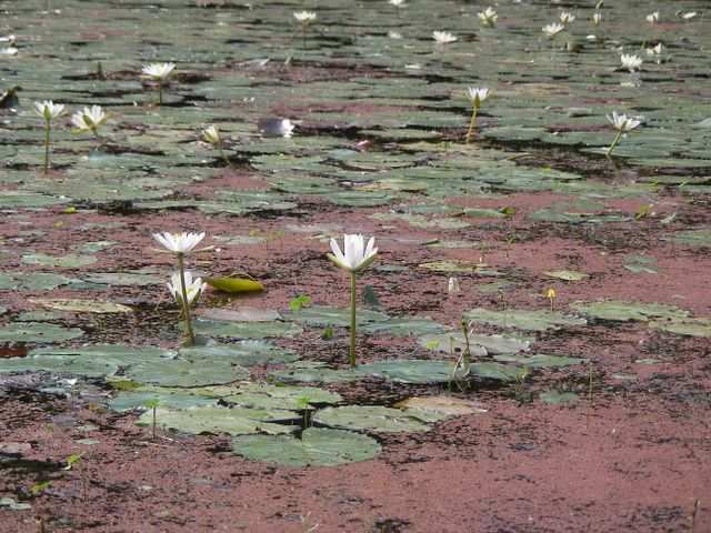 Lotosblumen