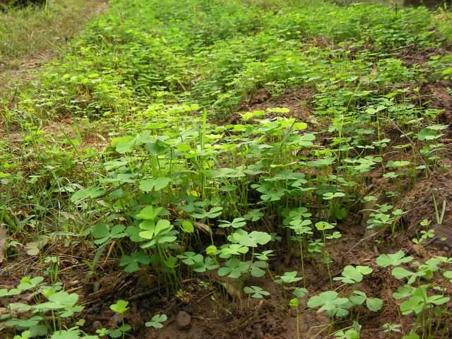 Ankor - Hier eine ganze Wiese mit ...