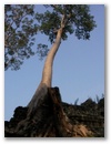 Angkor Wat