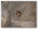 Ankor - Fledermaus von unten!