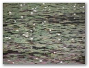 Ankor - Ueberall auch viel Natur!