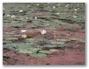 Lotosblumen