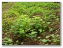 Ankor - Hier eine ganze Wiese mit ...