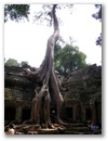 Angkor Wat