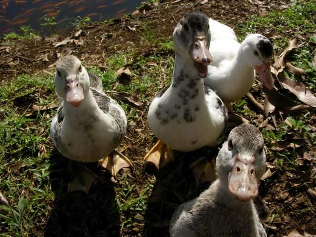 Enten!