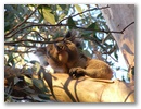 Koala!
