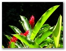 Blumen