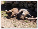 Best Of 3 -- Nicht so diesen Schweinen.