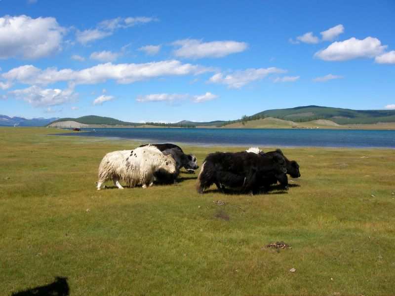 Man trifft jede Menge Yaks...