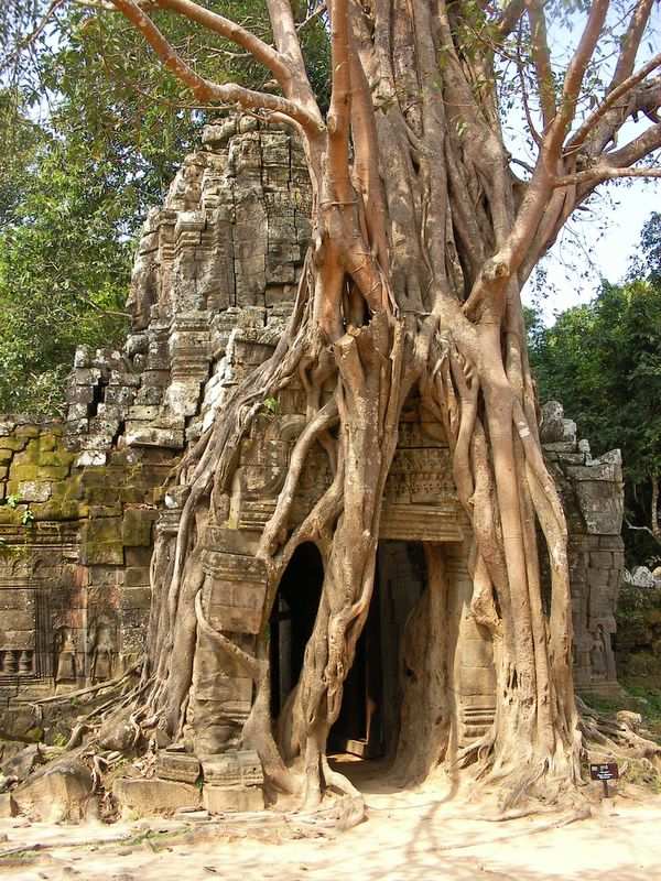 Der Tha Prohm Tempel ist immer noch von Urwaldriesen ueberwuchert.
