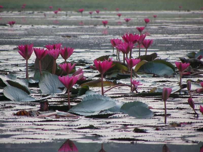 Lotusblumen vor Angkor Wat.