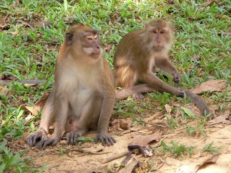 Affen im Khao Sok Nationalpark.