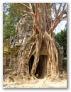 Der Tha Prohm Tempel ist immer noch von Urwaldriesen ueberwuchert.