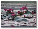 Lotusblumen vor Angkor Wat.