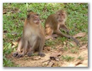 Affen im Khao Sok Nationalpark.