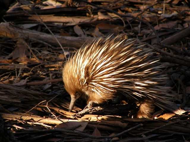 DIE SCHÖNSTEN BILDER -- In die magische Tierwelt eintauchen: ein Echidna, der australischer Ameisenigel.