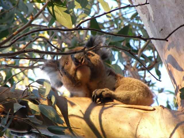 DIE SCHÖNSTEN BILDER -- Koala!