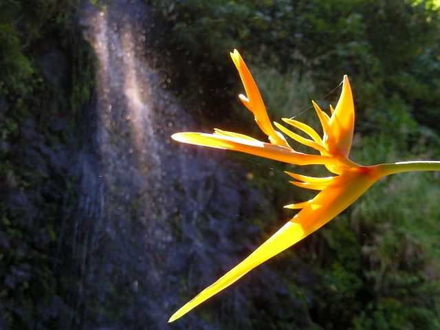 DIE SCHÖNSTEN BILDER -- Pflanzen vor dem Wasserfall!