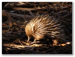 DIE SCHÖNSTEN BILDER -- In die magische Tierwelt eintauchen: ein Echidna, der australischer Ameisenigel.