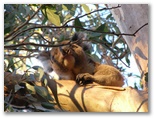DIE SCHÖNSTEN BILDER -- Koala!