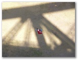 DIE SCHÖNSTEN BILDER -- Entspannen im Schatten der Harbour Bridge.