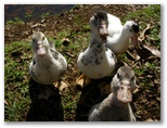 DIE SCHÖNSTEN BILDER -- Enten!