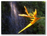 DIE SCHÖNSTEN BILDER -- Pflanzen vor dem Wasserfall!