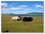 DIE SCHÖNSTEN BILDER -- Man trifft jede Menge Yaks...
