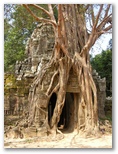 DIE SCHÖNSTEN BILDER -- Der Tha Prohm Tempel ist immer noch von Urwaldriesen ueberwuchert.
