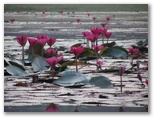 DIE SCHÖNSTEN BILDER -- Lotusblumen vor Angkor Wat.
