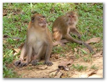 DIE SCHÖNSTEN BILDER -- Affen im Khao Sok Nationalpark.