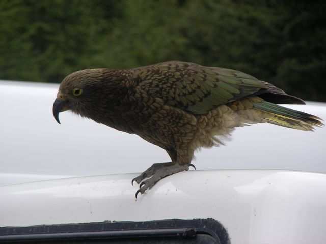 Ein Kea!