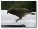 Ein Kea!