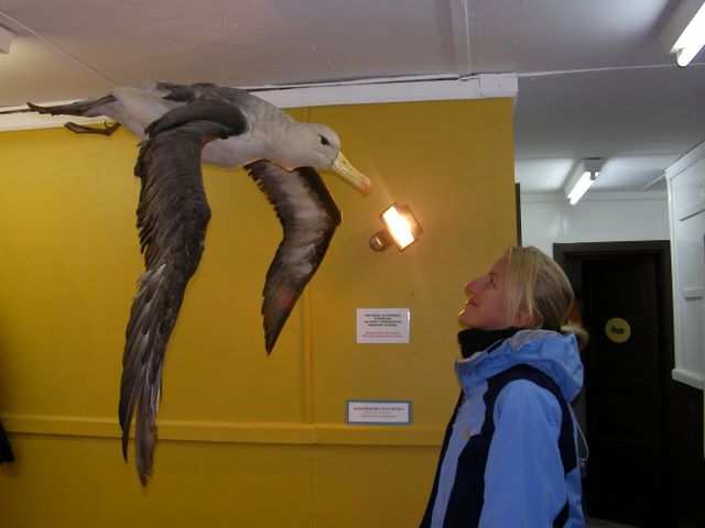 Hier gibts ausgestopfte Albatrosse zu sehen. (links)