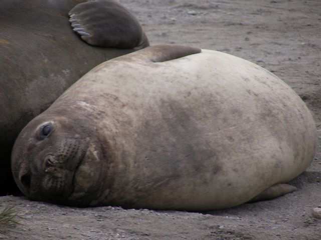 Noch einmal zoomen. Man kann sich auf dem Foto kaum vorstellen wie gross diese Tiere sind.