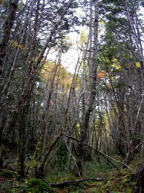 Jetzt geht es in den Wald.