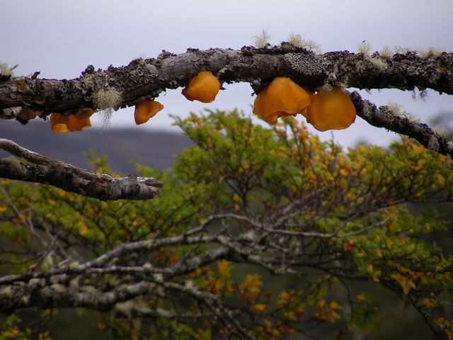 bunte Pilze, die hier wachsen.