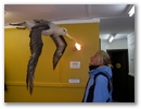 Hier gibts ausgestopfte Albatrosse zu sehen. (links)