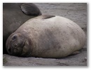 Noch einmal zoomen. Man kann sich auf dem Foto kaum vorstellen wie gross diese Tiere sind.