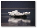 Bizarre Eisformationen.