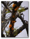 Interessanter Baumschmuck,