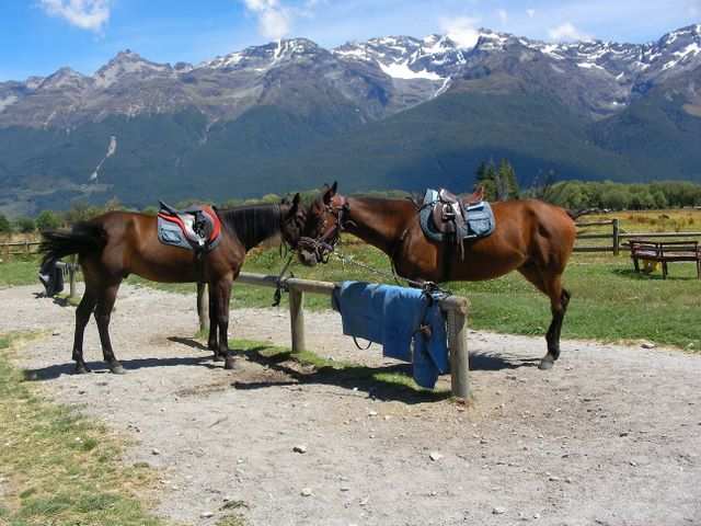 Unsere Reitpferde fuer den ersten Tag: Murray und Rees.