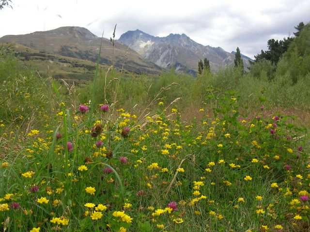 Blumenwiese.